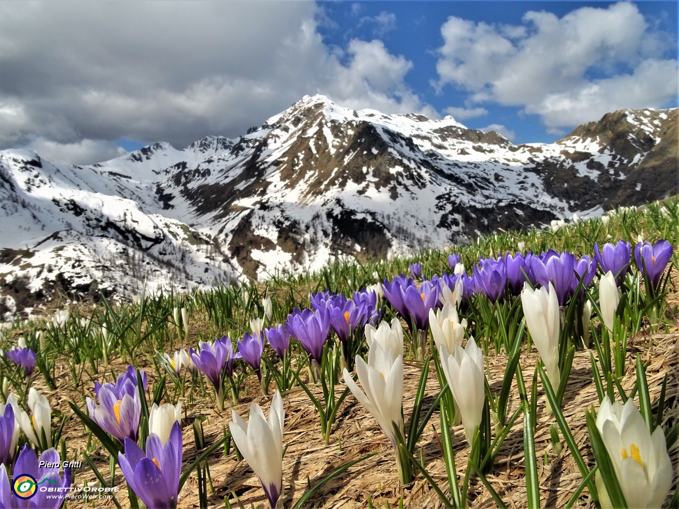 38 Distese di Crocus vernus bianchi e violetti con vista verso la costiera dal Mincucco al Ponteranica .JPG